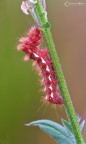red caterpillar red caterpillar