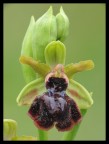 orchidea