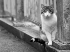 Miao