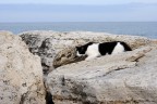 ...gatto... ...gatto...