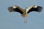 Cicogna bianca in volo