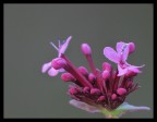 la finzione della natura... la finzione della natura...