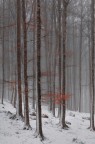Neve Lieve Neve Lieve