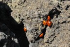 In un ambiente ostile, arido e senza vita...solo unendo le forze e cooperando si riesce a rinascere in una nuova vita.