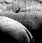 biodiversita' biodiversita'