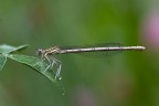 Platycnemis pennipes Platycnemis pennipes