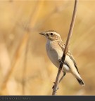 Stiaccino juv. Stiaccino juv.