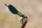 Calopteryx splendens Calopteryx splendens