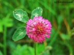 Macro Macro