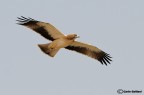 Aquila minore