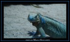 ....Iguana.... ....Iguana....