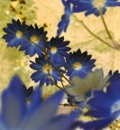 fiori alla rovescia fiori alla rovescia