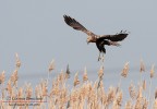 Falco di palude Falco di palude