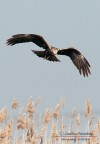 Falco di palude Falco di palude