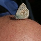 Plebicula dorylas? Plebicula dorylas?