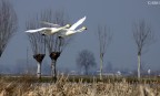 Cigni in volo Cigni in volo