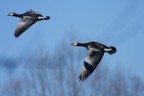 Volo sincronizzato