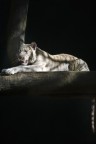 Tigre Bianca Tigre Bianca