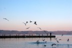 Lago Trasimeno - 14/03/2010
Canon EOS 20D + Tamron 17-50 f/2.8