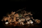 Natura Morta Natura Morta
