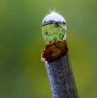 La mia vigna La mia vigna