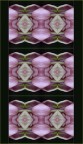 tulipani