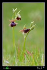 ophrys garganica ophrys garganica