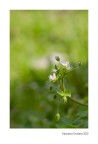 Primavera Cittadina