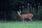 Capriolina all'imbrunire... Capriolina all'imbrunire...