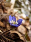 Erba trinità "Hepatica nobilis" Erba trinità "Hepatica nobilis"