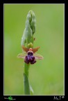 ophrys garganica II ophrys garganica II