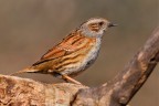 Passera scopaiola
