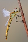 Sympetrum fonscolombii su stelo Sympetrum fonscolombii su stelo