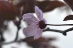 Fiori di prugna