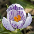 ... con sorpresa ... con sorpresa