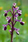 Anacamptis longicornu Anacamptis longicornu