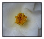 Camelia bianca