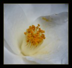 Camelia bianca 2 Camelia bianca 2