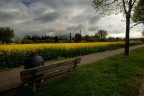 Campo giallo Campo giallo