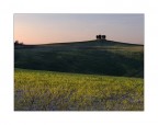 Cipressi di Toscana Cipressi di Toscana