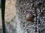 Uno dei tanti scatti fatti con la cara Nikon S9 prima di potermi permettere la nuova D5000. Tecnicamente non si pu pretendere molto dalla "piccolina" per mi fa piacere condividere, ed avere commenti/critiche, su questi scatti. Grazie in anticipo :)

Saluti