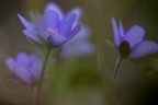 Hepatica_nobilis Hepatica_nobilis