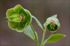 Helleborus foetidus