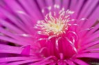 fiore fiore