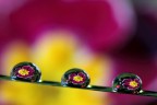 drops up drops up
