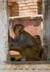 Macachi in citta' Macachi in citta'