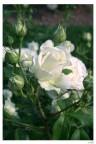 Every rose has its thorn Every rose has its thorn