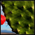 Fico d'India Fico d'India