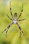 Argiope bruennichi Argiope bruennichi