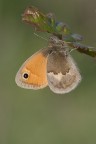 Coenonympha pamphilus Coenonympha pamphilus